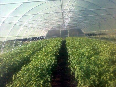 Almir Hodžić: Proširit ću plasteničku proizvodnju, jer se domaći proizvodi sve više cijene