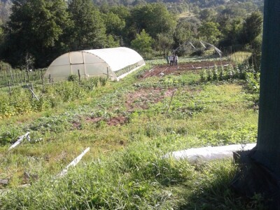 Almir Hodžić: Proširit ću plasteničku proizvodnju, jer se domaći proizvodi sve više cijene