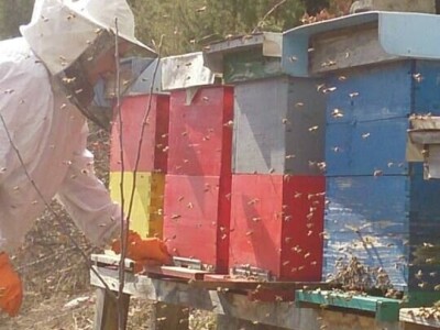 Almir Hujdur: Pčelinjim ubodima se borim protiv multiple skleroze Almir Hujdur: Pčelinjim ubodima se borim protiv multiple skleroze