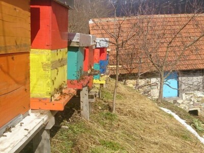 Almir Hujdur: Pčelinjim ubodima se borim protiv multiple skleroze Almir Hujdur: Pčelinjim ubodima se borim protiv multiple skleroze