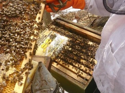 Almir Hujdur: Pčelinjim ubodima se borim protiv multiple skleroze Almir Hujdur: Pčelinjim ubodima se borim protiv multiple skleroze