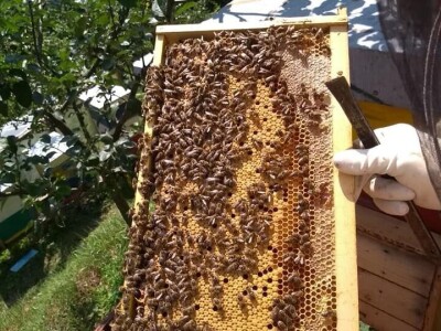 Almir Hujdur: Pčelinjim ubodima se borim protiv multiple skleroze Almir Hujdur: Pčelinjim ubodima se borim protiv multiple skleroze