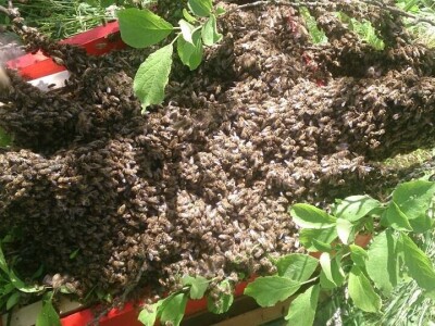 Almir Hujdur: Pčelinjim ubodima se borim protiv multiple skleroze Almir Hujdur: Pčelinjim ubodima se borim protiv multiple skleroze