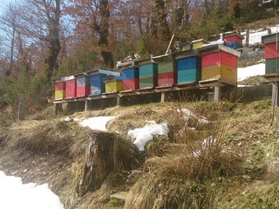 Almir Hujdur: Pčelinjim ubodima se borim protiv multiple skleroze Almir Hujdur: Pčelinjim ubodima se borim protiv multiple skleroze