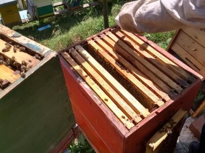 Almir Hujdur: Pčelinjim ubodima se borim protiv multiple skleroze Almir Hujdur: Pčelinjim ubodima se borim protiv multiple skleroze