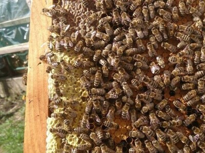 Almir Hujdur: Pčelinjim ubodima se borim protiv multiple skleroze Almir Hujdur: Pčelinjim ubodima se borim protiv multiple skleroze