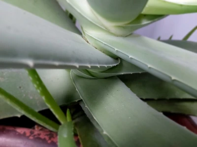 Ljekovita aloe vera se moe koristiti u uzgoju i zatiti bilja - Ukrasno i  ljekovito bilje | Agroklub.com