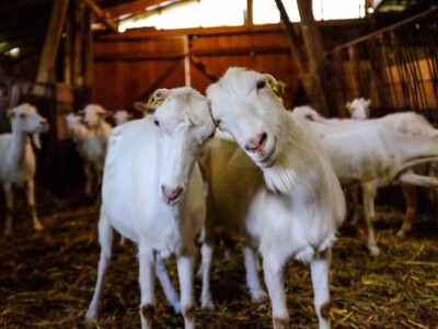 Alpina ili domaća bela koza?