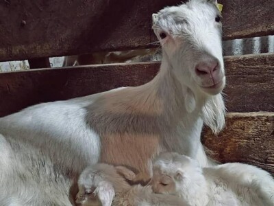 Alpina ili domaća bela koza?