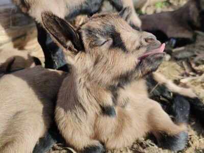Alpina ili domaća bela koza?