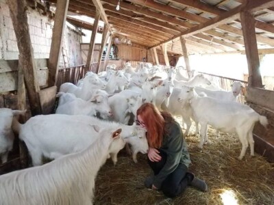 Alpina ili domaća bela koza?