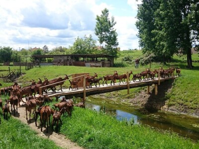 Alpina ili domaća bela koza?