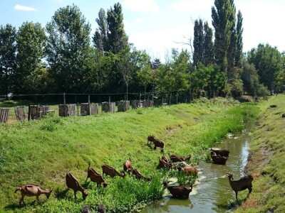 Alpina ili domaća bela koza?