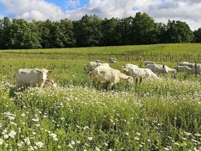 Alpina ili domaća bela koza?