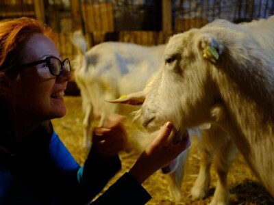 Alpina ili domaća bela koza?
