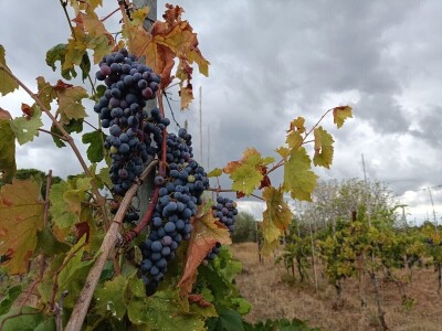 Alterego - promocija živih vina koja se mijenjaju, ovisno o godini