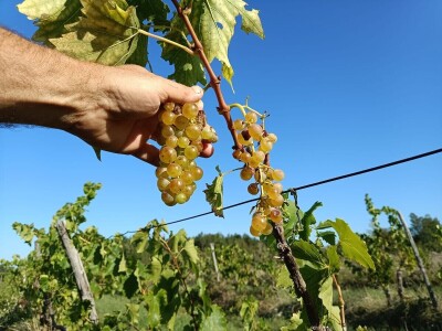 Alterego - promocija živih vina koja se mijenjaju, ovisno o godini