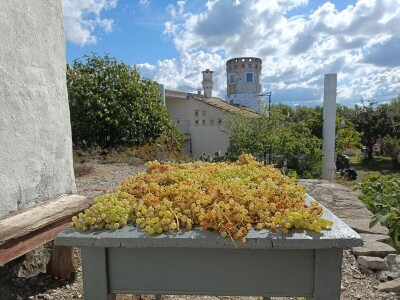 Alterego - promocija živih vina koja se mijenjaju, ovisno o godini