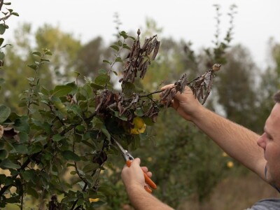 Alternativna zaštita protiv ervinije