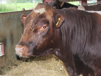 Alvie and Dalraddy Estates, Kincraig, Škotska