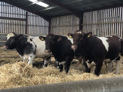 Alvie and Dalraddy Estates, Kincraig, Škotska