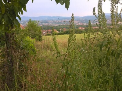 Ambrozija pored puta