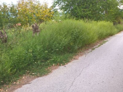 Ambrozija pored puta