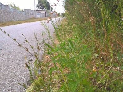 Ambrozija pored puta