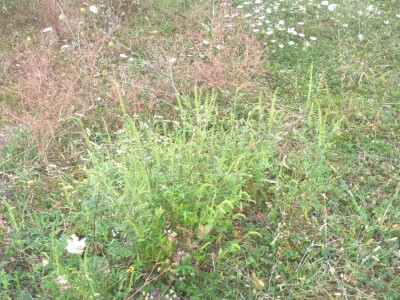 Ambrozija pored puta