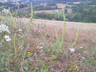 Ambrozija pored puta