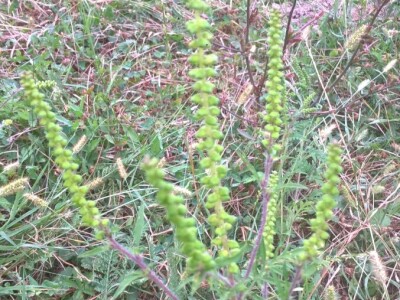 Ambrozija pored puta