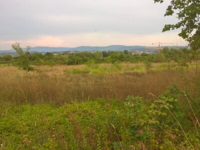 Ambrozija pored puta