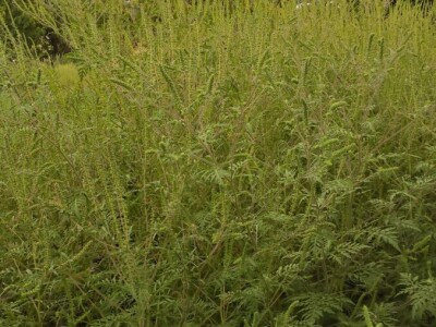 Ambrozija pored puta