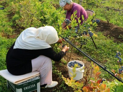 Američke borovnice na imanju u Bratuncu