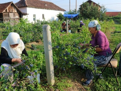 Američke borovnice na imanju u Bratuncu