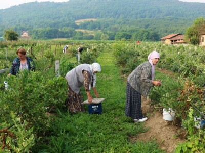 Američke borovnice na imanju u Bratuncu