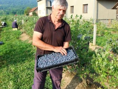 Američke borovnice na imanju u Bratuncu