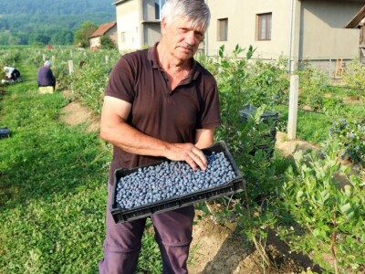 Američke borovnice na imanju u Bratuncu