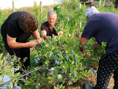 Američke borovnice na imanju u Bratuncu