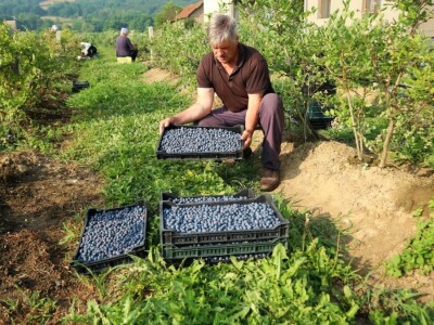 Američke borovnice na imanju u Bratuncu