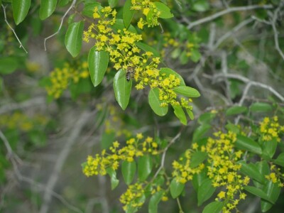 Pčelarstvom grade zajedničku budućnost Pčelarstvom grade zajedničku budućnost