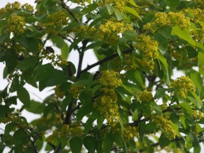 Pčelarstvom grade zajedničku budućnost Pčelarstvom grade zajedničku budućnost