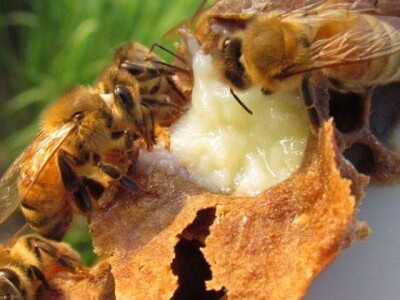 Pčelarstvom grade zajedničku budućnost Pčelarstvom grade zajedničku budućnost