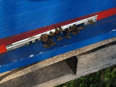 Pčelarstvom grade zajedničku budućnost Pčelarstvom grade zajedničku budućnost