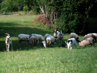 Amor (Sokol) predvodi stado