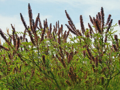 Amorfa je zbog smrzavanja naknadno cvjetala