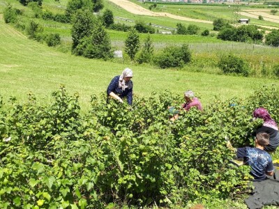 Amra Peco-Ugarak uništila jagode, maline i ribizle - prebacila se na povrće