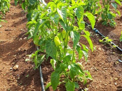 Amra Peco-Ugarak uništila jagode, maline i ribizle - prebacila se na povrće