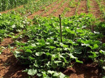 Amra Peco-Ugarak uništila jagode, maline i ribizle - prebacila se na povrće