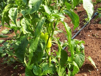 Amra Peco-Ugarak uništila jagode, maline i ribizle - prebacila se na povrće